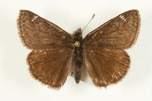  (Erynnis persius avinoffi - EZ1081CNC)  @14 [ ] Unspecified (default): All Rights Reserved  Unspecified Unspecified