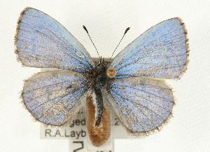  (Celastrina neglecta - rlayberry12)  @14 [ ] Unspecified (default): All Rights Reserved  Unspecified Unspecified