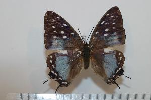  (Charaxes bwete - BC-Basq1631)  @13 [ ] Unspecified (default): All Rights Reserved  Unspecified Unspecified