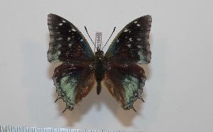  (Charaxes kheili - BC-Basq1646)  @14 [ ] Unspecified (default): All Rights Reserved  Unspecified Unspecified