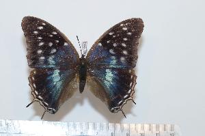  (Charaxes etheocles - BC-Basq1660)  @14 [ ] Unspecified (default): All Rights Reserved  Unspecified Unspecified