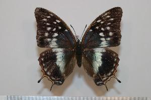  (Charaxes etheocles - BC-Basq1666)  @14 [ ] Unspecified (default): All Rights Reserved  Unspecified Unspecified