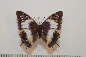  (Charaxes cedreatis - BC-Basq1716)  @14 [ ] Unspecified (default): All Rights Reserved  Unspecified Unspecified