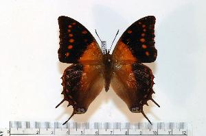  (Charaxes cowani - BC-Basq1725)  @14 [ ] Unspecified (default): All Rights Reserved  Unspecified Unspecified