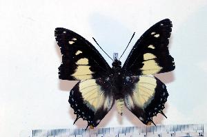  (Charaxes superbus - BC-Basq1835)  @14 [ ] Unspecified (default): All Rights Reserved  Unspecified Unspecified
