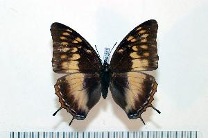  (Charaxes etheocles ochracea - BC-Basq1841)  @14 [ ] Unspecified (default): All Rights Reserved  Unspecified Unspecified