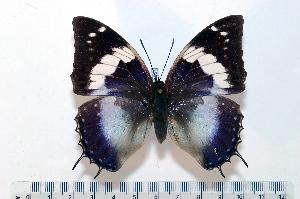 (Charaxes smaragdalis homonymus - BC-Basq1851)  @14 [ ] Unspecified (default): All Rights Reserved  Unspecified Unspecified