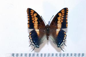  (Charaxes jasius - BC-Basq1856)  @14 [ ] Unspecified (default): All Rights Reserved  Unspecified Unspecified