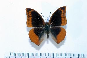  (Charaxes protoclea - BC-Basq1869)  @14 [ ] Unspecified (default): All Rights Reserved  Unspecified Unspecified