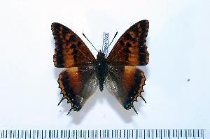  (Charaxes tectonis tectonis - BC-Basq1883)  @13 [ ] Unspecified (default): All Rights Reserved  Unspecified Unspecified
