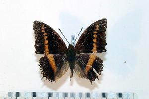  (Charaxes octavus - BC-Basq1906)  @13 [ ] Unspecified (default): All Rights Reserved  Unspecified Unspecified