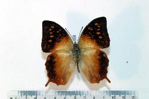  (Charaxes nicati - BC-Basq1908)  @13 [ ] Unspecified (default): All Rights Reserved  Unspecified Unspecified