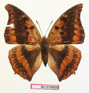 (Charaxes nichetes nichetes - BC-EV0600)  @14 [ ] Unspecified (default): All Rights Reserved  Unspecified Unspecified