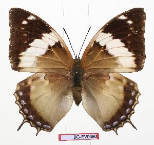  (Charaxes murphyi - BC-EV0686)  @15 [ ] Unspecified (default): All Rights Reserved  Unspecified Unspecified