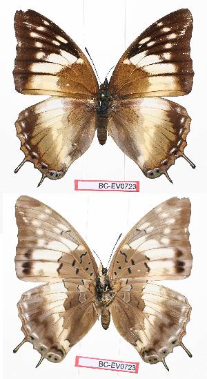  (Charaxes cedreatis gha01 - BC-EV0723)  @13 [ ] Unspecified (default): All Rights Reserved  Unspecified Unspecified