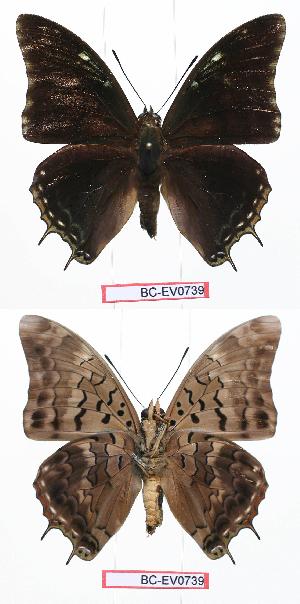  (Charaxes cedreatis gui01 - BC-EV0739)  @13 [ ] Unspecified (default): All Rights Reserved  Unspecified Unspecified