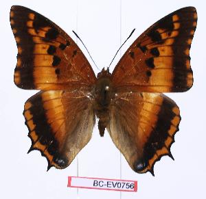  (Charaxes phoebus - BC-EV0756)  @14 [ ] Unspecified (default): All Rights Reserved  Unspecified Unspecified