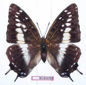  (Charaxes etesipe hercules - BC-EV0762)  @14 [ ] Unspecified (default): All Rights Reserved  Unspecified Unspecified