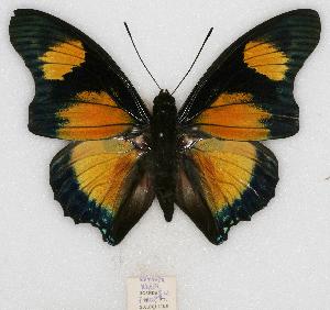  (Charaxes fournierae - BC-EV0772)  @15 [ ] Unspecified (default): All Rights Reserved  Unspecified Unspecified