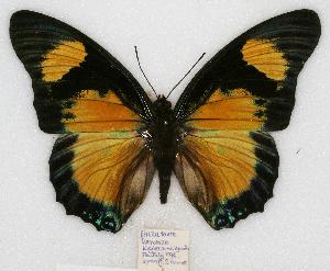  (Charaxes fournierae kigeziensis - BC-EV0774)  @15 [ ] Unspecified (default): All Rights Reserved  Unspecified Unspecified