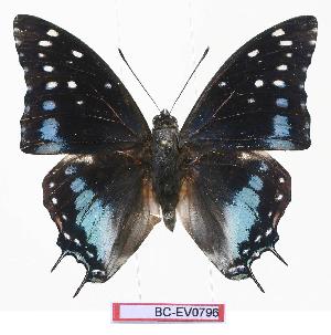  (Charaxes etesipe - BC-EV0796)  @15 [ ] Unspecified (default): All Rights Reserved  Unspecified Unspecified