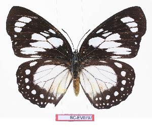  ( - BC-EV0797)  @14 [ ] Unspecified (default): All Rights Reserved  Unspecified Unspecified