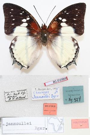  (Charaxes hadrianus - BC-EV0800)  @13 [ ] Unspecified (default): All Rights Reserved  Unspecified Unspecified