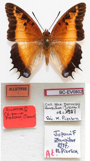  (Charaxes pollux - BC-EV0802)  @15 [ ] Unspecified (default): All Rights Reserved  Unspecified Unspecified