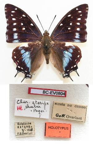  (Charaxes etesipe shaba - BC-EV0804)  @14 [ ] Unspecified (default): All Rights Reserved  Unspecified Unspecified