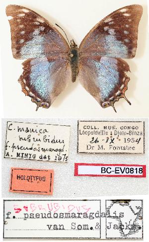  (Charaxes manica subrubidus - BC-EV0818)  @13 [ ] Unspecified (default): All Rights Reserved  Unspecified Unspecified