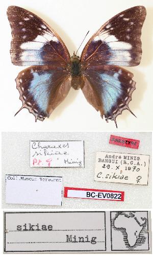  (Charaxes sikiae - BC-EV0822)  @12 [ ] Unspecified (default): All Rights Reserved  Unspecified Unspecified