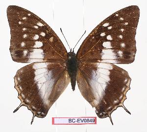  (Charaxes bamicekae - BC-EV0849)  @14 [ ] Unspecified (default): All Rights Reserved  Unspecified Unspecified