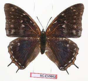  (Charaxes sp - BC-EV0862)  @15 [ ] Unspecified (default): All Rights Reserved  Unspecified Unspecified