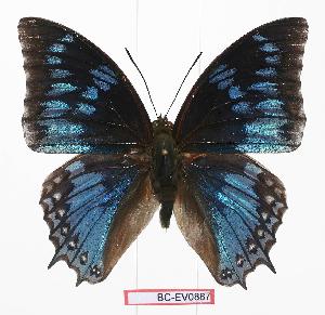  (Charaxes monteiri - BC-EV0887)  @13 [ ] Unspecified (default): All Rights Reserved  Unspecified Unspecified