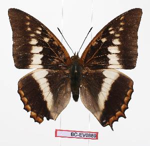  (Charaxes lemosi - BC-EV0889)  @15 [ ] Unspecified (default): All Rights Reserved  Unspecified Unspecified