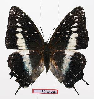  (Charaxes etesipe ssp1 - BC-EV0892)  @13 [ ] Unspecified (default): All Rights Reserved  Unspecified Unspecified