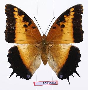  (Charaxes pollux pollux - BC-EV0895)  @14 [ ] Unspecified (default): All Rights Reserved  Unspecified Unspecified