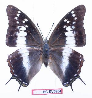  (Charaxes kirki - BC-EV0904)  @15 [ ] Unspecified (default): All Rights Reserved  Unspecified Unspecified