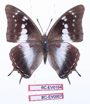  (Charaxes vansoni - BC-EV0907)  @15 [ ] Unspecified (default): All Rights Reserved  Unspecified Unspecified