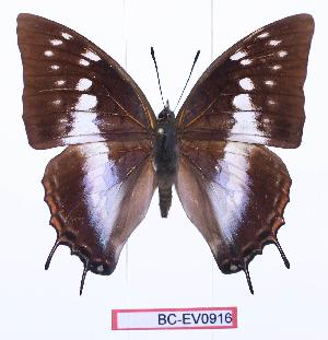  (Charaxes ethalion ethalion - BC-EV0916)  @15 [ ] Unspecified (default): All Rights Reserved  Unspecified Unspecified