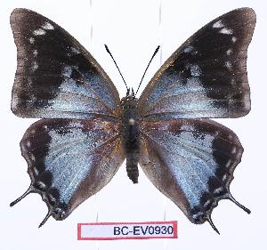  (Charaxes diversiforma - BC-EV0930)  @15 [ ] Unspecified (default): All Rights Reserved  Unspecified Unspecified