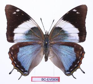  (Charaxes howarthi - BC-EV0936)  @15 [ ] Unspecified (default): All Rights Reserved  Unspecified Unspecified