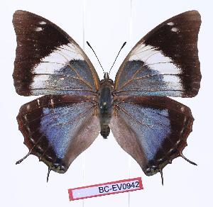  (Charaxes howarthi - BC-EV0942)  @15 [ ] Unspecified (default): All Rights Reserved  Unspecified Unspecified