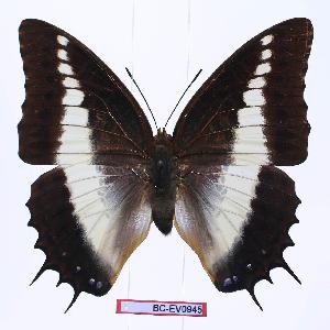  (Charaxes brutus alcyone - BC-EV0945)  @13 [ ] Unspecified (default): All Rights Reserved  Unspecified Unspecified