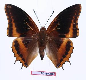  (Charaxes eudoxus mechowi - BC-EV0947)  @15 [ ] Unspecified (default): All Rights Reserved  Unspecified Unspecified