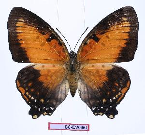  (Charaxes zingha - BC-EV0961)  @15 [ ] Unspecified (default): All Rights Reserved  Unspecified Unspecified