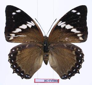  (Charaxes numenes - BC-EV0968)  @15 [ ] Unspecified (default): All Rights Reserved  Unspecified Unspecified