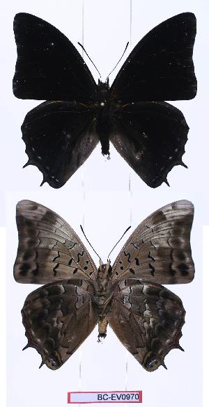  (Charaxes etheocles sp - BC-EV0970)  @13 [ ] Unspecified (default): All Rights Reserved  Unspecified Unspecified