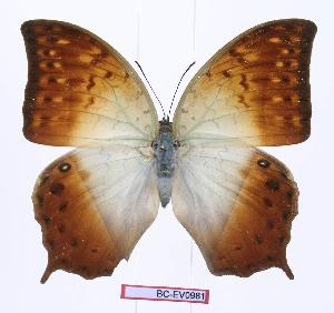  (Charaxes fulvescens - BC-EV0981)  @15 [ ] Unspecified (default): All Rights Reserved  Unspecified Unspecified