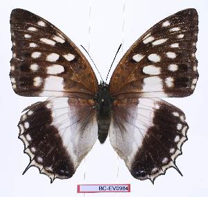 (Charaxes ameliae victoriae - BC-EV0984)  @15 [ ] Unspecified (default): All Rights Reserved  Unspecified Unspecified
